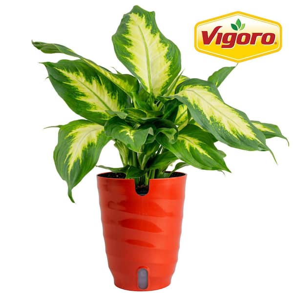 Dieffenbachia Indoor Plant in 6 in. Self-Watering Planter, Avg. Shipping Height 1-2 ft. Tall