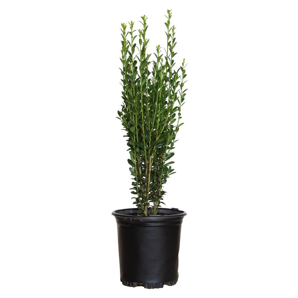 2.5 Qt. Sky Pencil Japanese Holly(Ilex), Live Plant, Upright Growth Habit price history on PriceWatchPro