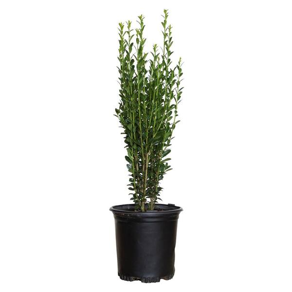 FLOWERWOOD 2.5 Qt. Sky Pencil Japanese Holly(Ilex), Live Plant, Upright Growth Habit