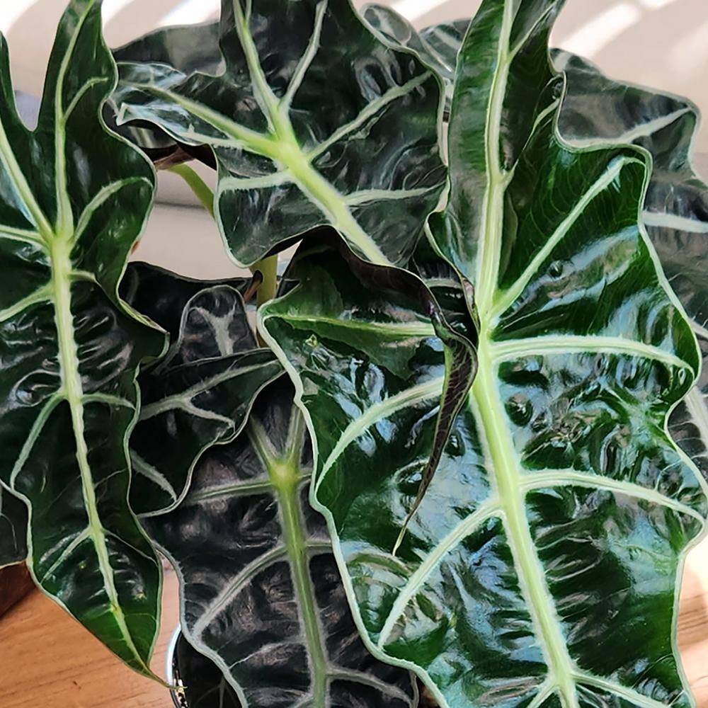 Alocasia Polly Indoor/Outdoor Air-Purifying Plant in Black Plastic Pot