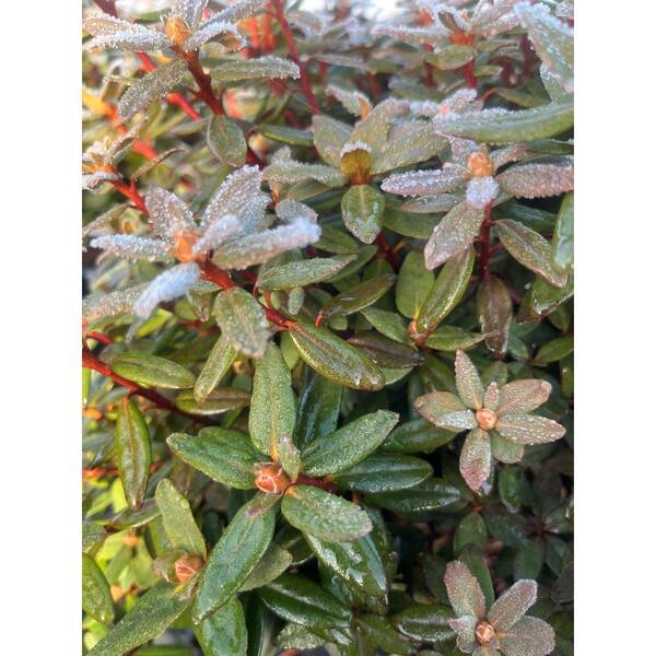snake plants air purifying Snake Plant Fabi