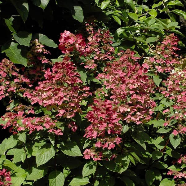 Image of Fire and ice hydrangea bushes in bloom