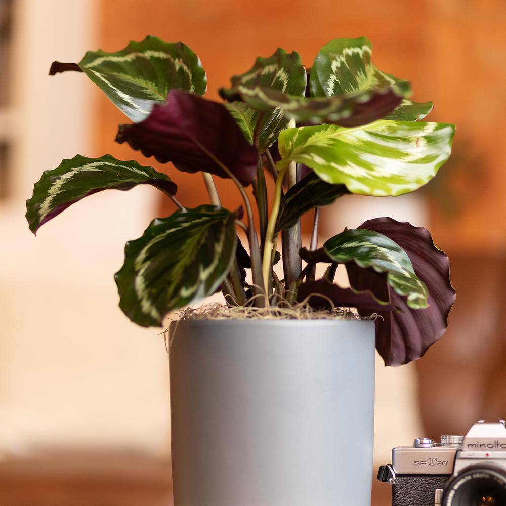 Calathea Medallion Indoor Plant in Black Plastic Planter