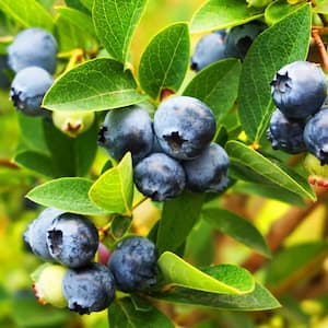 2.5 Gal - Tifblue Blueberry (Rabbiteye) Bush - Fruit-Bearing Shrub