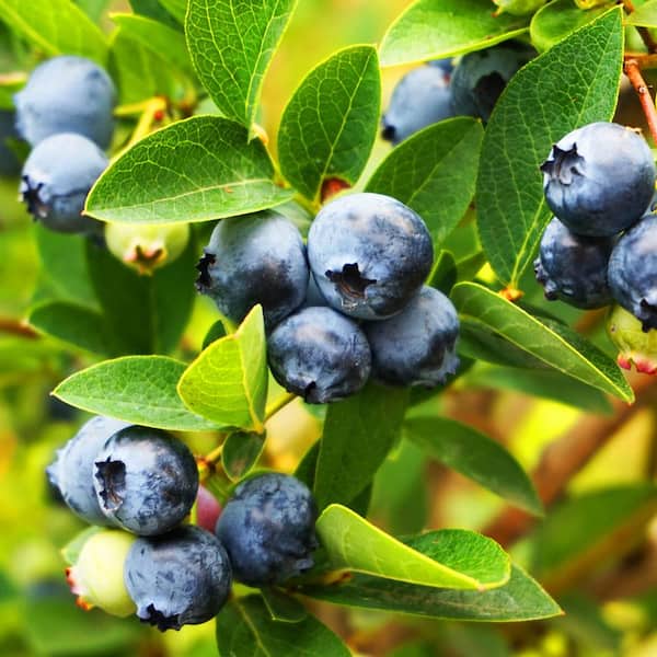 FLOWERWOOD 2.5 Gal - Tifblue Blueberry (Rabbiteye) Bush - Fruit-Bearing Shrub