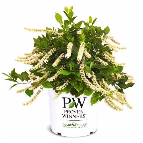 PROVEN WINNERS 2.0 Gallon Little Henry Sweetspire (Itea v. 'Little Henry') Shrub with Fragrant White Flowers 1-Each