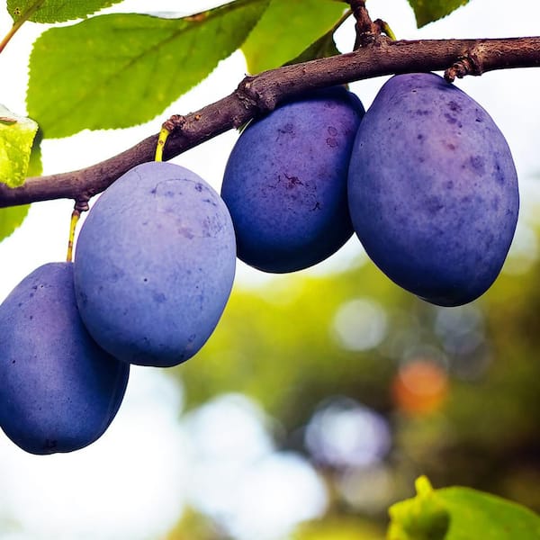 7 gal. Blue Damson Plum Fruit Tree