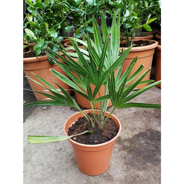 Wekiva Foliage Everglades Palm-4 Live Starter Plants in Growers Liners-Acoelorrhaphe Wrightii-Rare Ornamental Palms of Florida