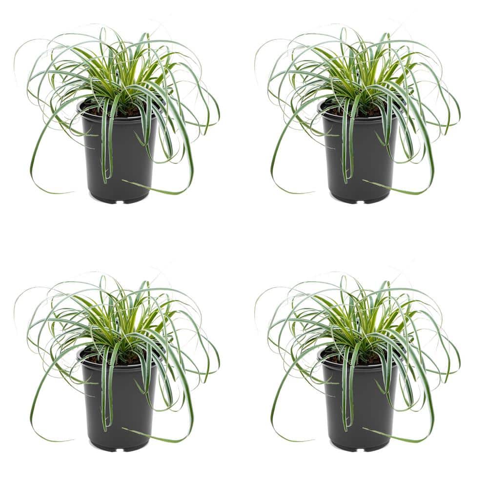 2.5 qt. Grass Carex Oshimensis Feather Falls Perennial (4-Pack)