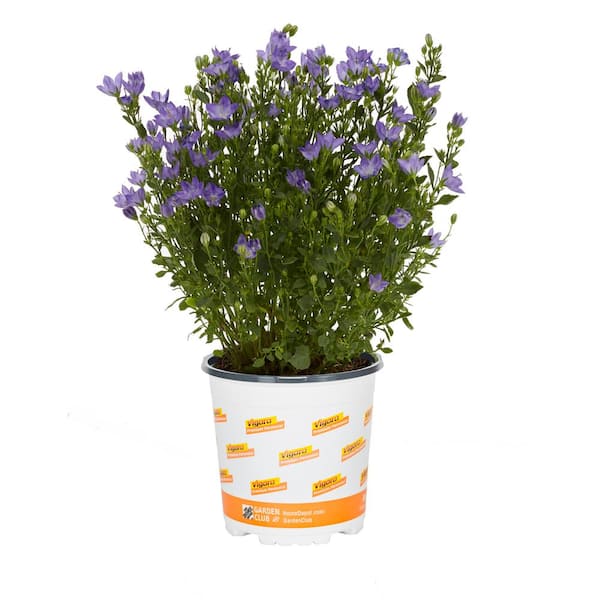 2.5 Qt. Vigoro Campanula Cariboo Blue Perennial Plant