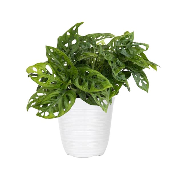 buy monstera plant Monstera Deliciosa Plant