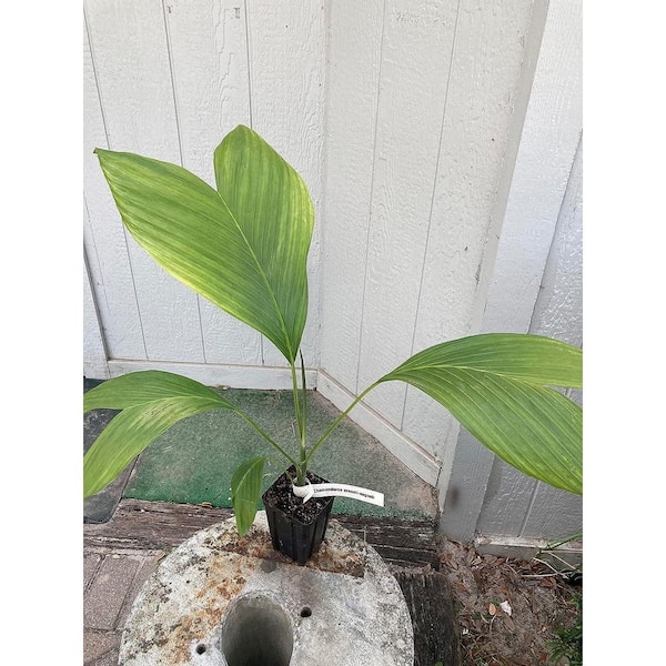 Ernest August's Palm-4 Live Starter Plants in Liners-Chamaedorea ernesti-augustii-Rare Ornamental Palms of Florida