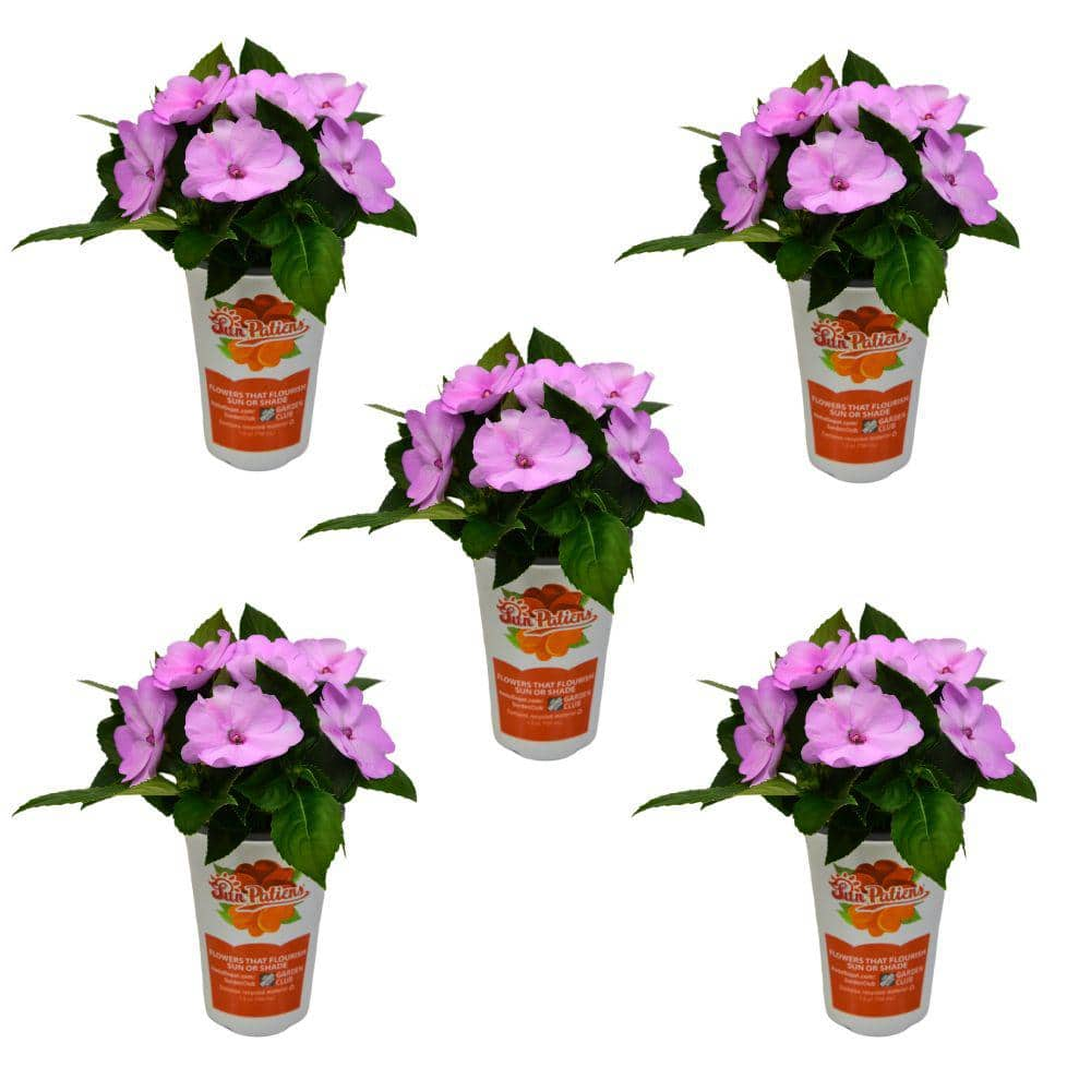 SunPatiens 1 Qt. Compact Orchid Blush SunPatiens Impatiens Outdoor ...