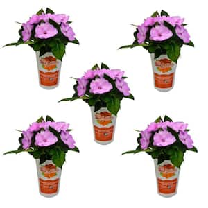 1 Qt. Compact Orchid Blush SunPatiens Impatiens Outdoor Annual Plant with Lavender Flowers (5-Pack)