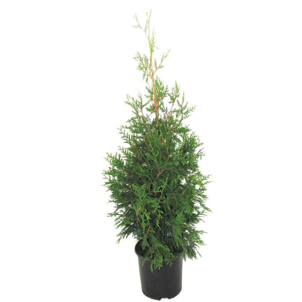 3 Gal. Green Giant Arborvitae (Thuja) Live Evergreen Shrub