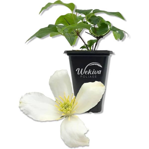 Wekiva Foliage Clematis Montana Grandiflora-Live Starter Plant in a 2 Inch Growers Pot-Starter Plants Ready for The Garden