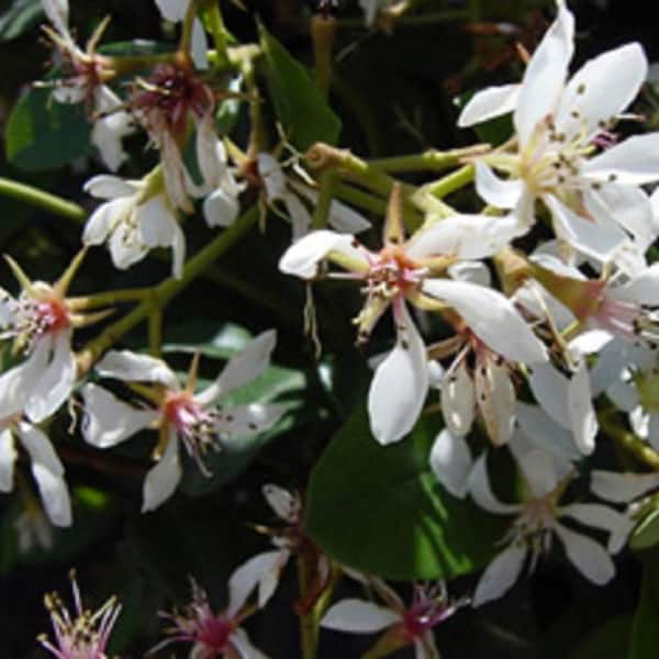 FLOWERWOOD 2.5 Gal - Snow White Indian Hawthorn, Live Evergreen