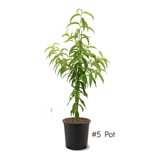5 gal. Harvester Peach Tree
