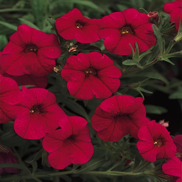 4 in. Red Calibrachoa Plant 14197 - The Home Depot