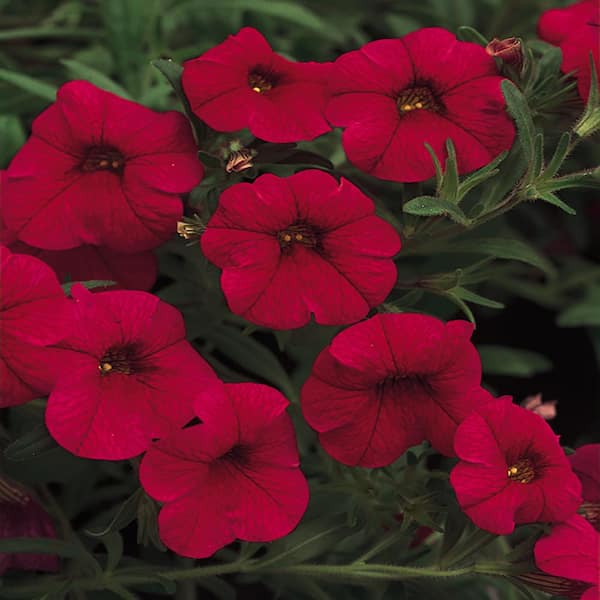 Vigoro 2.6 Qt. #1 Red Calibrachoa Plant