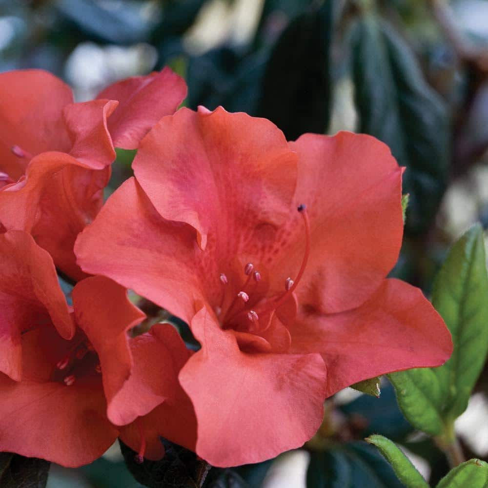 Encore Azalea 1 Gal Autumn Embers Shrub With Red Orange Reblooming Semi Double Flowers 80511 The Home Depot