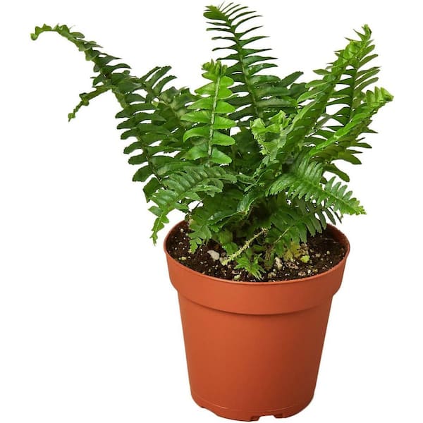 Wekiva Foliage Jester's Crown Fern-5 Live Starter Plants in 4 in. Grower's Pots-Nephrolepis Obliterata-Foliage for Your Garden