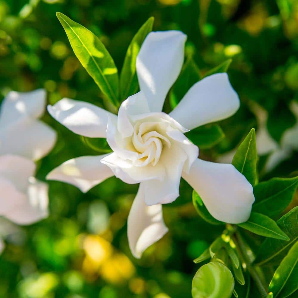 1 Gal. Frostproof Flowering Gardenia Shrub - Thumbnail 2