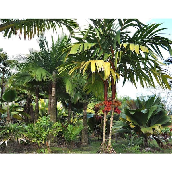 dracaena marginata tree Dracaena