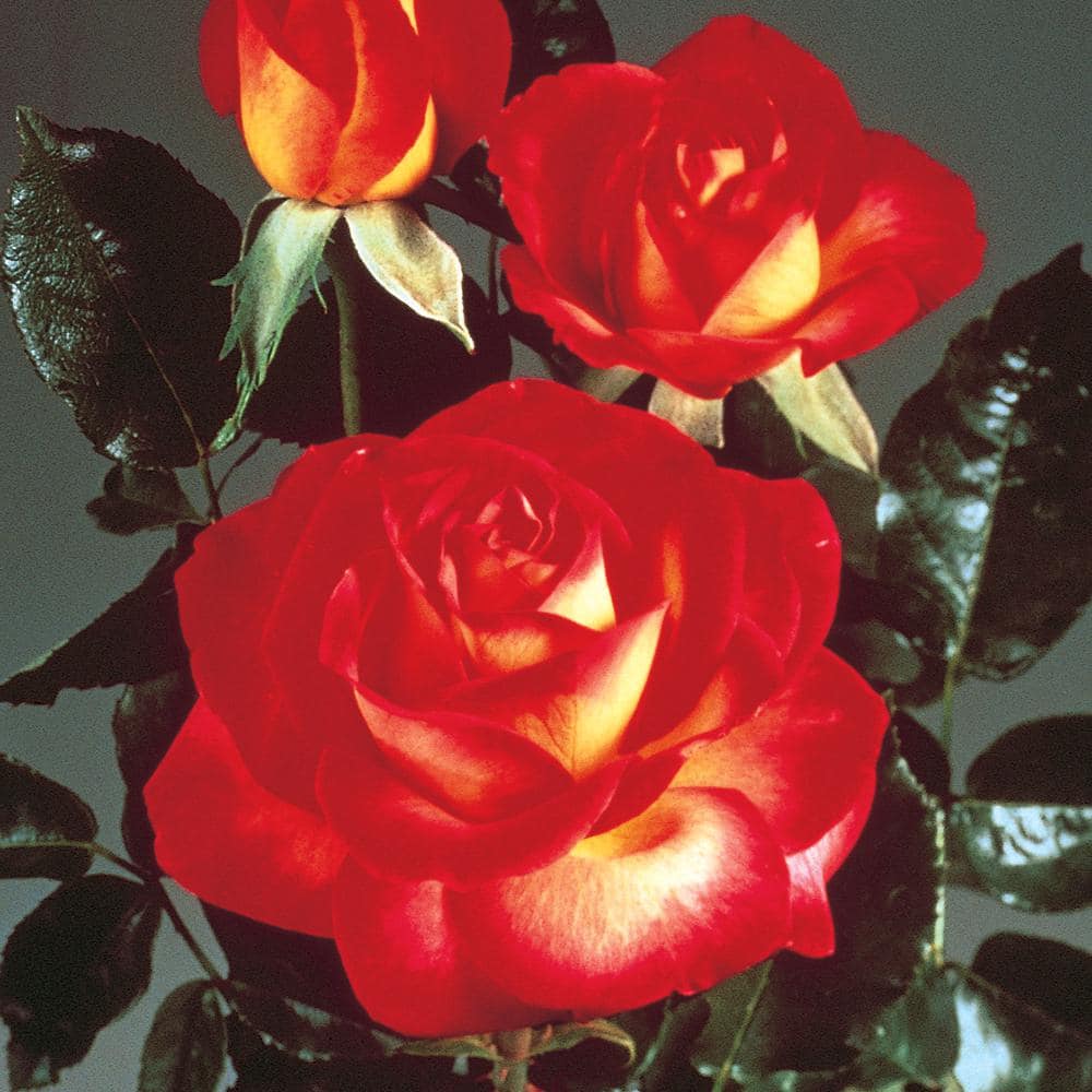 ALTMAN PLANTS 3 Patent Ketchup And Mustard Floribunda Rose Plant With