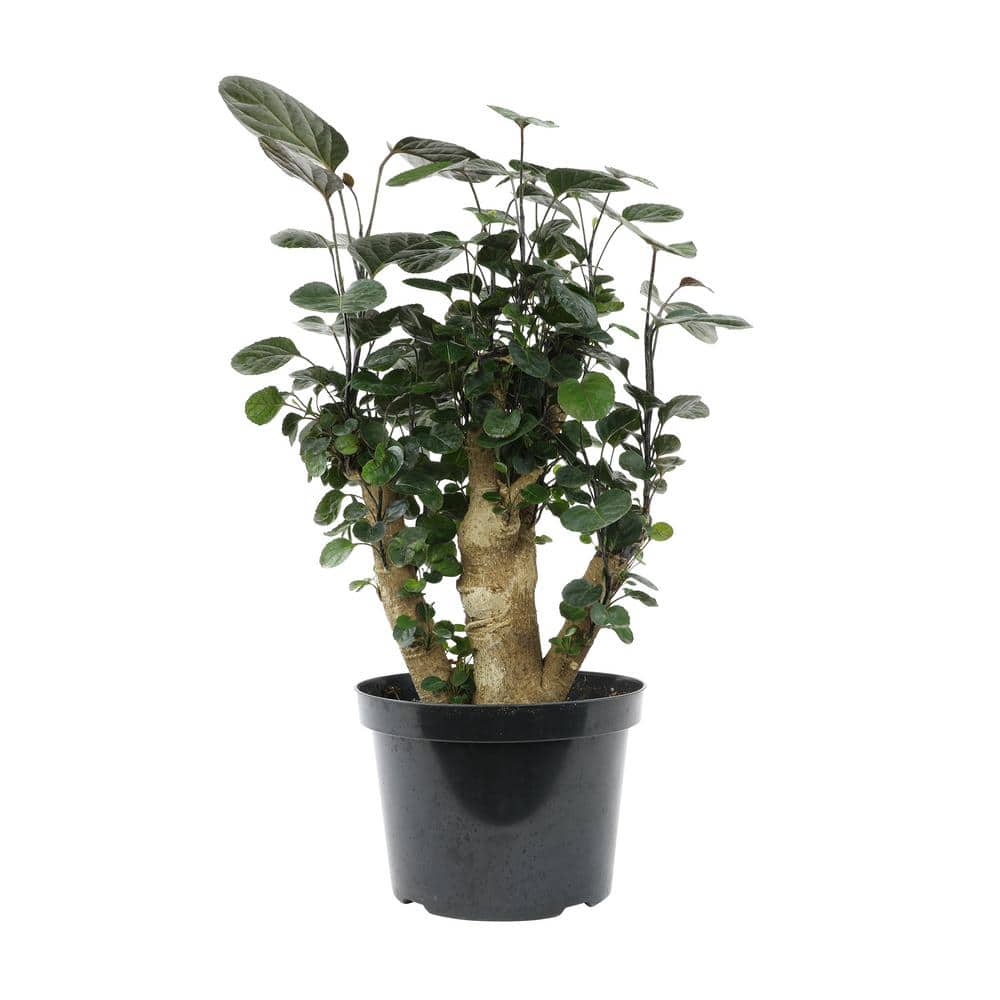 Aralia Fabian Stump Indoor Plant in Black Plastic Planter