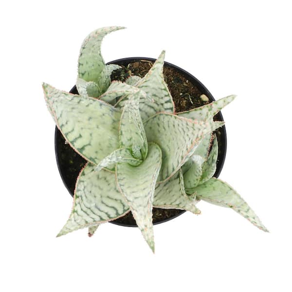 agave angustifolia marginata Shop 'Agave angustifolia marginata – Variegated Caribbean Agave' Care and  Info