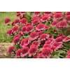 PROVEN WINNERS 1 Gal. Double Coded Raspberry Beret Coneflower ...