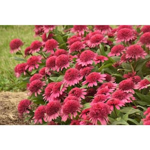 1 Gal. Double Coded Raspberry Beret Coneflower (Echinacea) Live Plant, Red Flowers