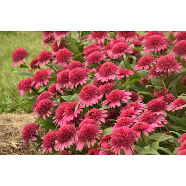 PROVEN WINNERS 1 Gal. Double Coded Raspberry Beret Coneflower (Echinacea) Live Plant, Red Flowers