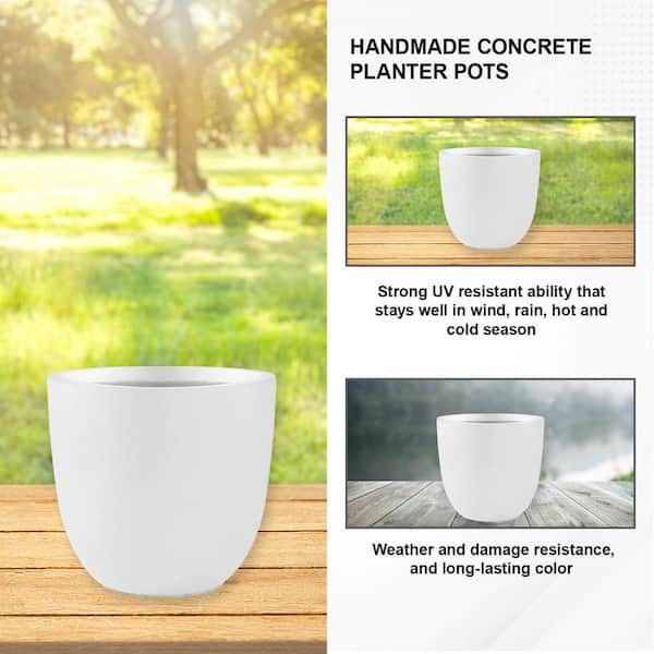 dracaena white bird Dracaena fragrans White Jewel Houseplants - Air Purifier | Hortology
