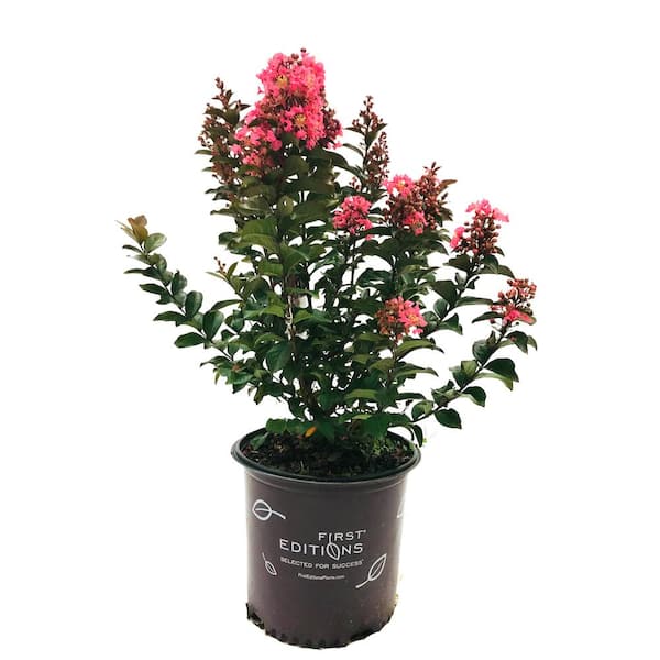 FIRST EDITIONS 3 Gal. Coral Crape Myrtle Flowering Shrub with Salmon ...