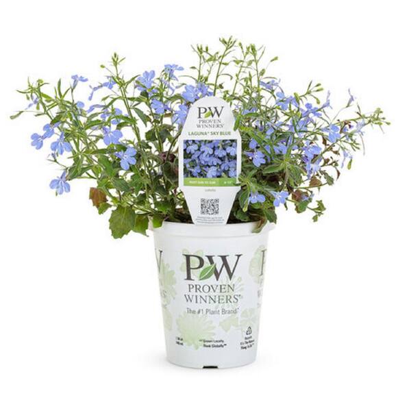 PROVEN WINNERS 4.25 in. Laguna Sky Blue Live Lobelia Annual Plant with ...