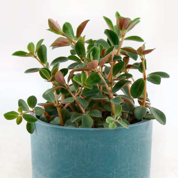 national PLANT NETWORK 4 in. Peperomia Double Duty Plant in Grower Container (3-Pack)