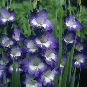 Gladiolus Large Flowering Nori (Set of 12 Bulbs)