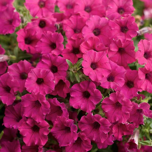 PROVEN WINNERS Sangria Charm Supertunia Petunia 4.25 in. Grande