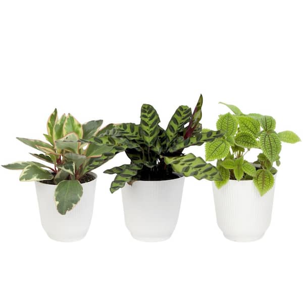 Pet Friendly House Plant 3Pack in 4.25 in. Decorative White Pots Grower's Choice Mix Peperomia Calathea Easy Plant Gifts