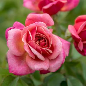 Queen of Elegance Floribunda Rose, Dormant Bare Root Plant with Pink Color Flowers (1-Pack)
