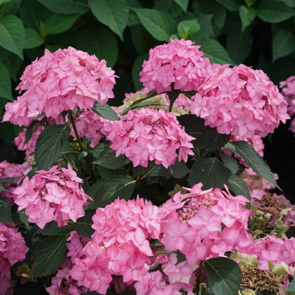 2 Gal. Let's Dance Can Do Reblooming Hydrangea (Serrata) Live Shrub with Pink or Purple Flowers price history on PriceWatchPro