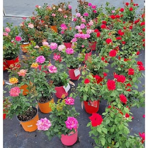 1.5 Gal. 10 in. Rose Assorted Colors Non-Patent in Grower's Pot