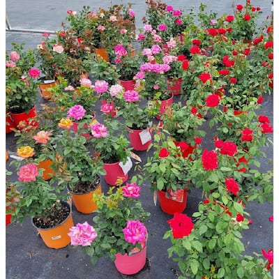 Assorted Colors - Rose Bushes - Garden Flowers - The Home Depot