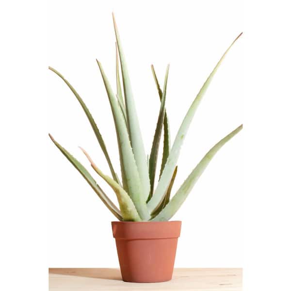 Shop Succulents Aloe Vera Plant in 6 in. Terra Colored Pot