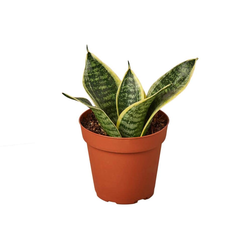 Snake Plant Laurentii Dwarf (Sansevieria Hahnii) Plant in 4 in. Grower Pot