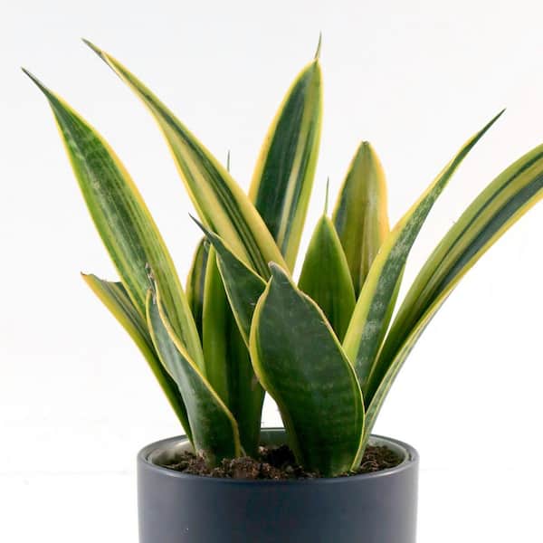 national PLANT NETWORK 6 in. SpaceScape Tropical Compact Snake