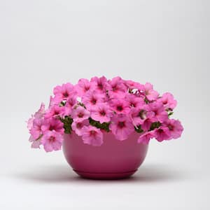 4-Pack Pink Passion Easy Wave Petunia Annual Plant with Pink Flowers