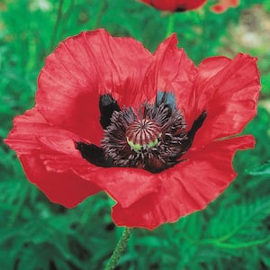 Beauty of Livermere Oriental Poppy, Live Bareroot Perennial Plant with Red Flowers (1-Pack)